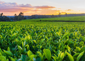 img-agriculture-03